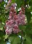 Syringa vulgaris Prince Wolkonsky